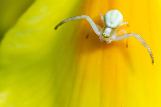 Goldenrod Crab Spider (Misumena vatia). West Sussex, United Kingdom. May 2023