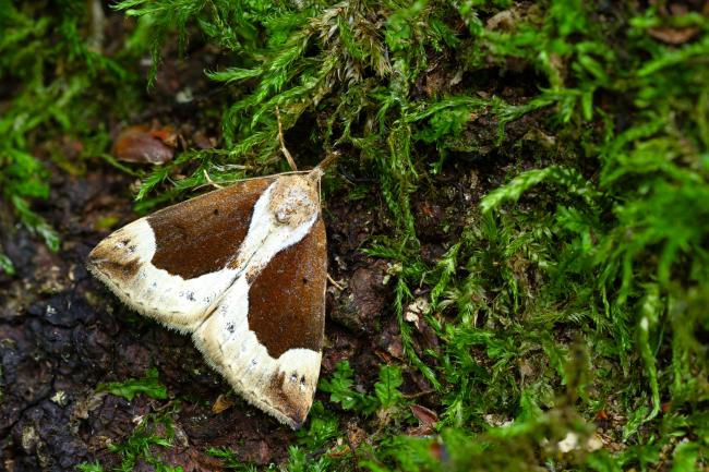 Beautiful Snout (Hypena crassalis). County Durham, United Kingdom. July 2023