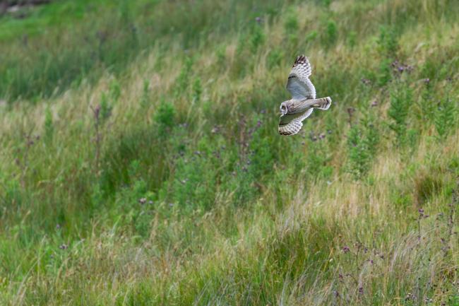 Short-eared Owl (Asio flammeus). Northumberland, United Kingdom. July 2023