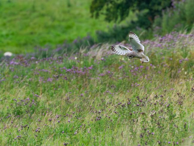 Short-eared Owl (Asio flammeus). Northumberland, United Kingdom. July 2023