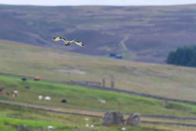 Short-eared Owl (Asio flammeus). Northumberland, United Kingdom. July 2023