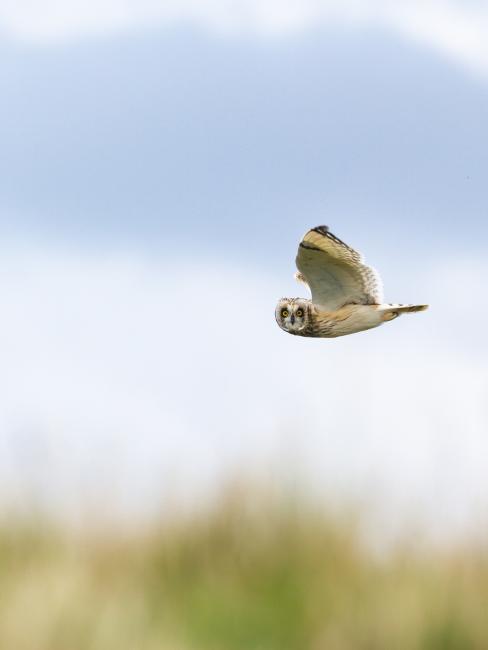 Short-eared Owl (Asio flammeus). Cumbria, United Kingdom. August 2023