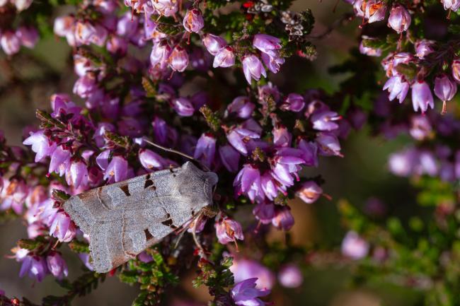 Autumnal Rustic (Eugnorisma glareosa). County Durham, United Kingdom. August 2023