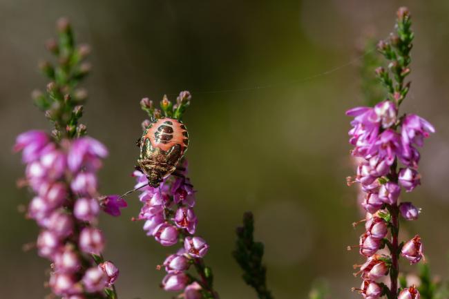 Bronze Shieldbug (Troilus luridus). County Durham, United Kingdom. August 2023