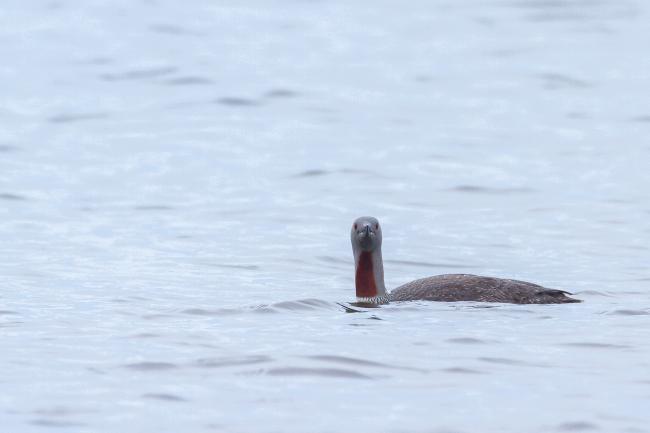 Red-throated Diver (Gavia stellata). County Durham, United Kingdom. September 2023