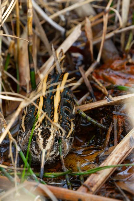 Jack Snipe (Lymnocryptes minimus). County Durham, United Kingdom. February 2024