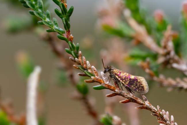 Micro Moth (Eriocrania sp.). Surrey, United Kingdom. March 2024