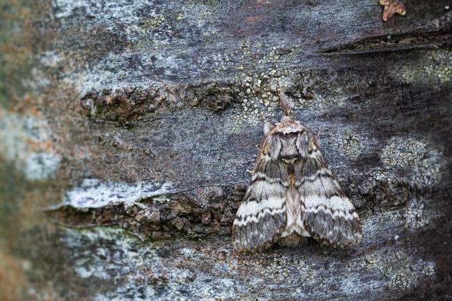 Lunar Marbled Brown (Drymonia ruficornis). West Sussex, United Kingdom. March 2024