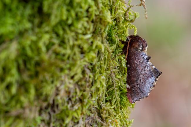 Scarce Prominent (Odontosia carmelita). County Durham, United Kingdom. April 2024