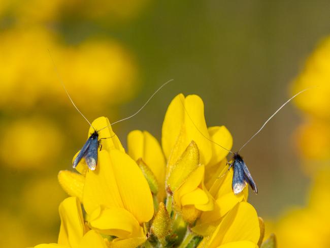 Green Longhorn (Adela reaumurella). County Durham, United Kingdom. May 2024