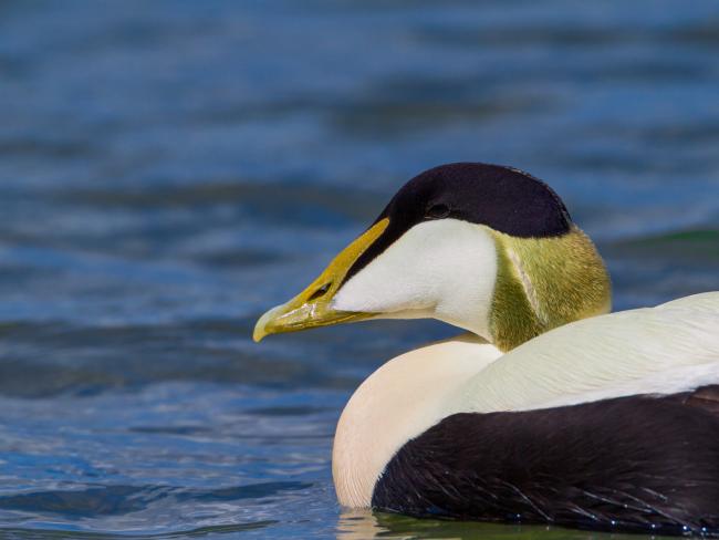 Common Eider (Somateria mollissima). Northumberland, United Kingdom. June 2015