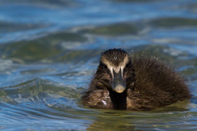 Common Eider (Somateria mollissima). Northumberland, United Kingdom. June 2015