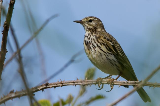 Meadow Pipit (Anthus pratensis). County Durham, United Kingdom. June 2015