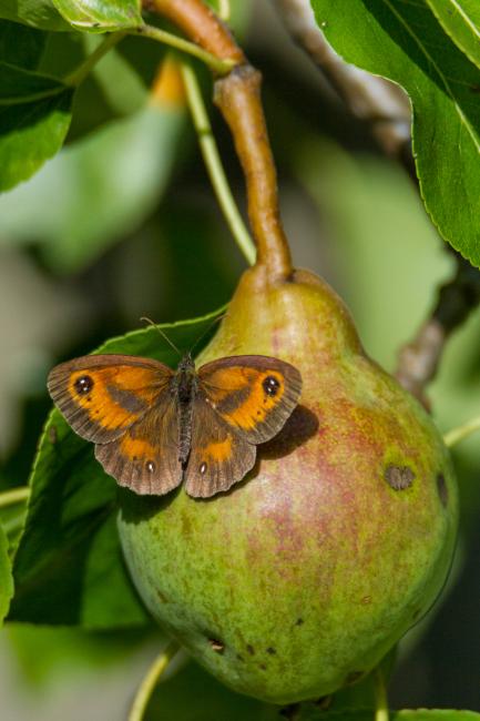 Gatekeeper (Pyronia tithonus). Oxfordshire, United Kingdom. July 2015