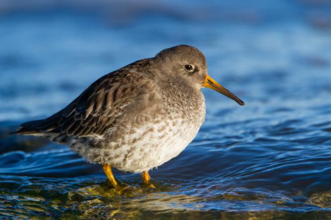 Purple Sandpiper (Calidris maritima). County Durham, United Kingdom. February 2016
