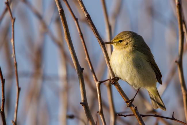 Common Chiffchaff (Phylloscopus collybita). Oxfordshire, United Kingdom. March 2016