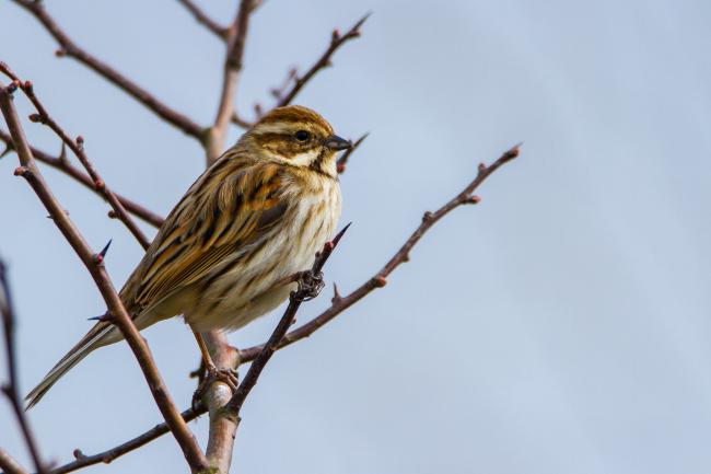 Common Reed Bunting (Emberiza schoeniclus). Oxfordshire, United Kingdom. March 2016