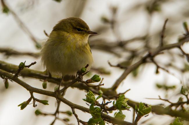 Common Chiffchaff (Phylloscopus collybita). Oxfordshire, United Kingdom. April 2016