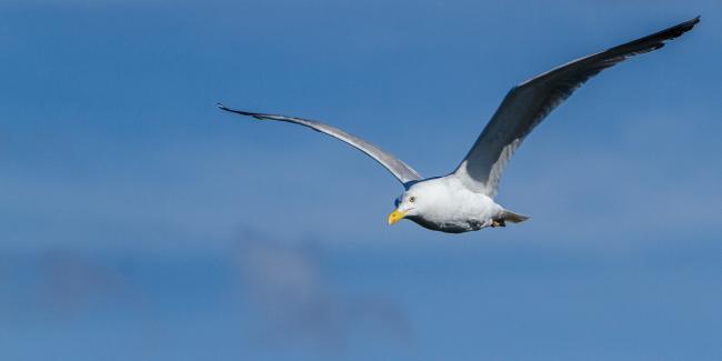 Herring Gull (Larus argentatus). Harju, Estonia. July 2016