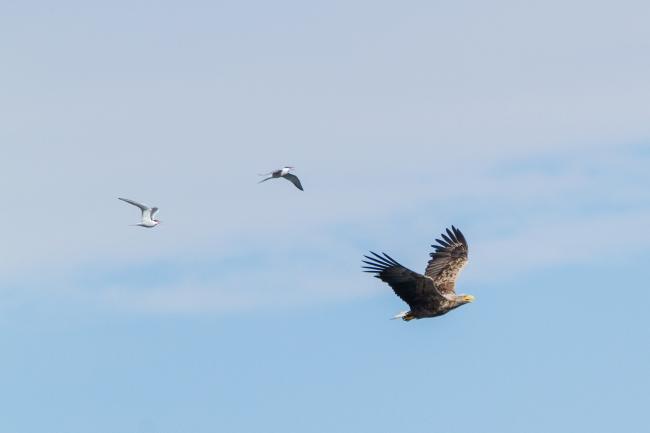 White-tailed Eagle (Haliaeetus albicilla), Common Tern (Sterna hirundo). Harju, Estonia. July 2016
