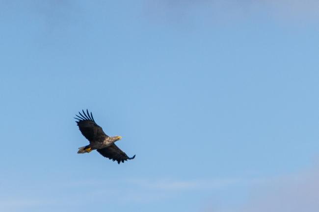 White-tailed Eagle (Haliaeetus albicilla). Harju, Estonia. July 2016