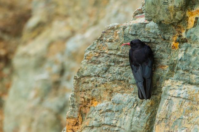 Red-billed Chough (Pyrrhocorax pyrrhocorax). Gwynedd, United Kingdom. August 2016