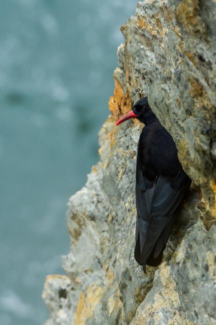 Red-billed Chough (Pyrrhocorax pyrrhocorax). Gwynedd, United Kingdom. August 2016