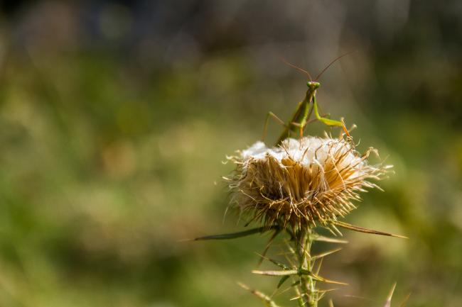 European Mantis (Mantis religiosa). Istria, Croatia. September 2016