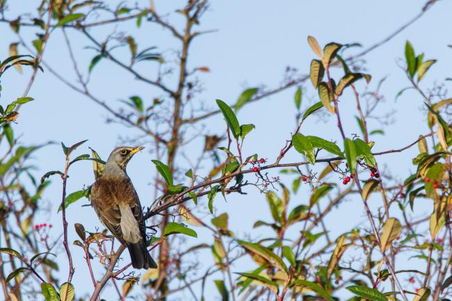 Fieldfare (Turdus pilaris). Oxfordshire, United Kingdom. December 2016