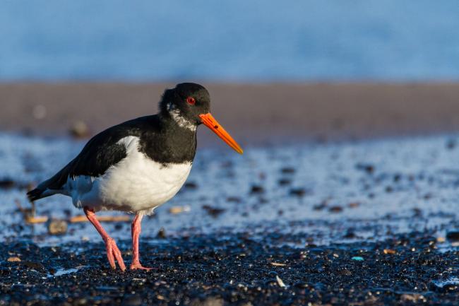 Eurasian Oystercatcher (Haematopus ostralegus). County Durham, United Kingdom. January 2017