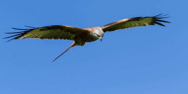 Red Kite (Milvus milvus). Oxfordshire, United Kingdom. April 2017
