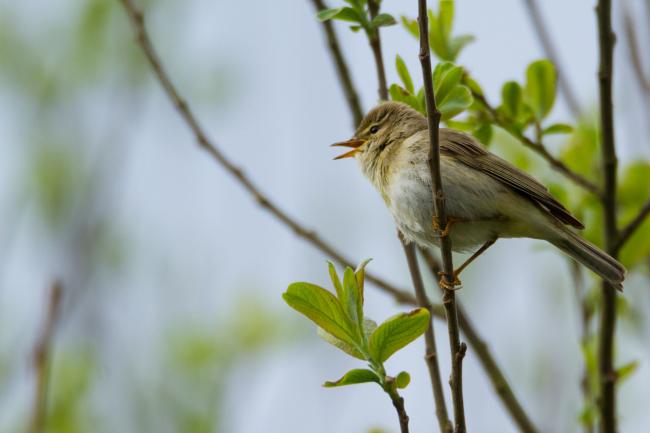 Willow Warbler (Phylloscopus trochilus). County Durham, United Kingdom. May 2017