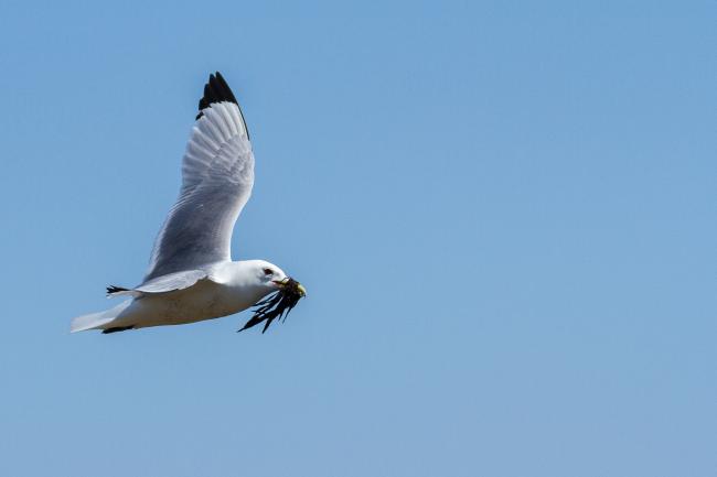 Black-legged Kittiwake (Rissa tridactyla). County Durham, United Kingdom. May 2017