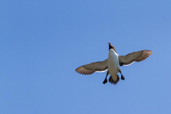 Razorbill (Alca torda). County Durham, United Kingdom. May 2017