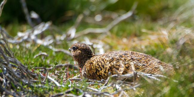 Red Grouse (Lagopus lagopus scotica). County Durham, United Kingdom. May 2017