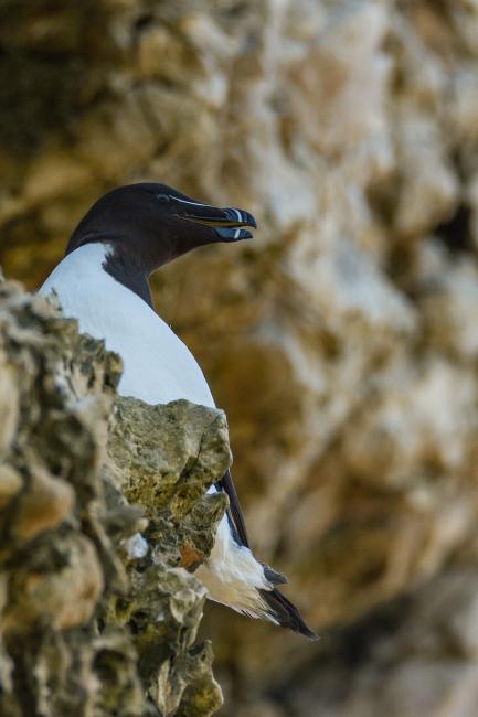 Razorbill (Alca torda). County Durham, United Kingdom. June 2017