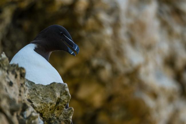 Razorbill (Alca torda). County Durham, United Kingdom. June 2017