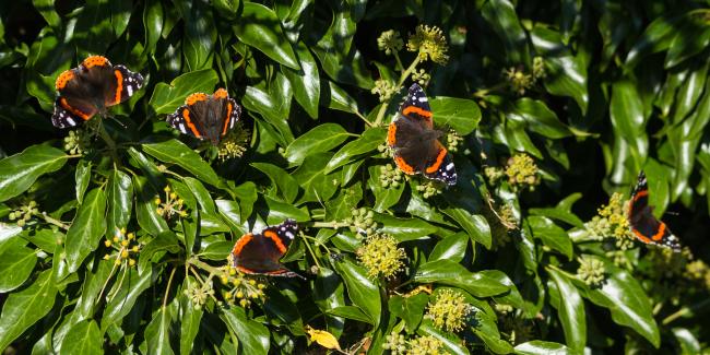 Red Admiral (Vanessa atalanta). County Durham, United Kingdom. October 2017