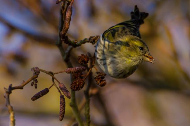 Eurasian Siskin (Spinus spinus). County Durham, United Kingdom. January 2018