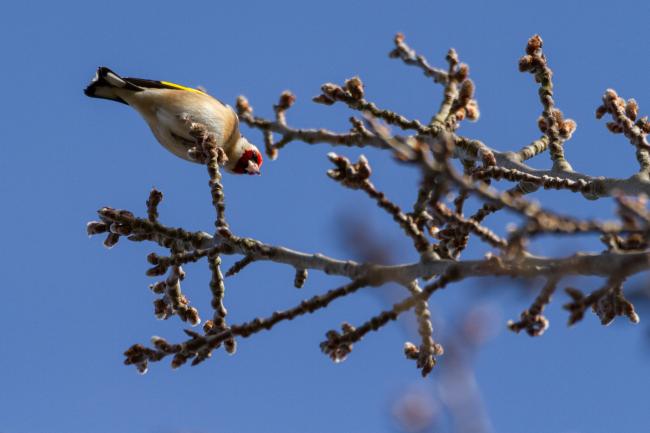 European Goldfinch (Carduelis carduelis). County Durham, United Kingdom. March 2018