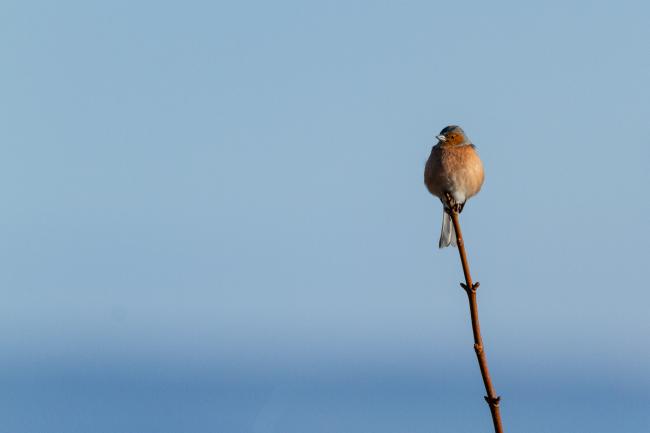 Common Chaffinch (Fringilla coelebs). Fife, United Kingdom. April 2018