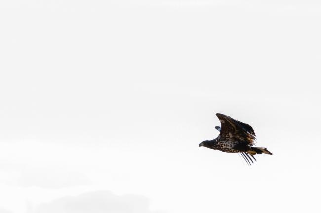 White-tailed Eagle (Haliaeetus albicilla). Fife, United Kingdom. April 2018