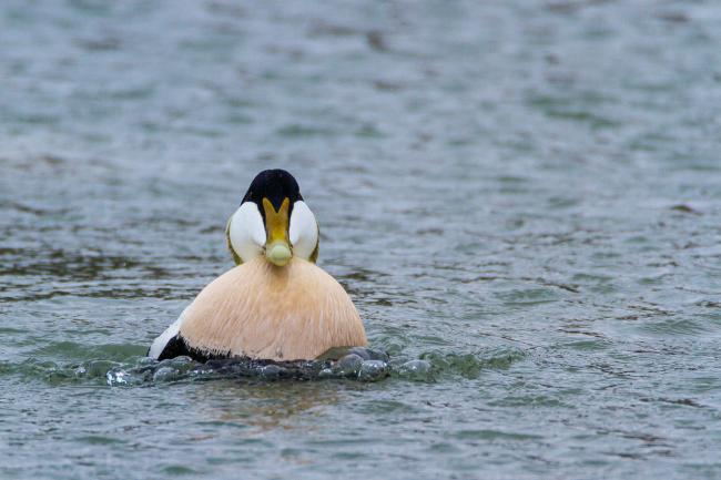 Common Eider (Somateria mollissima). Fife, United Kingdom. April 2018