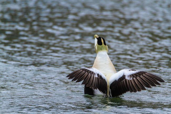 Common Eider (Somateria mollissima). Fife, United Kingdom. April 2018
