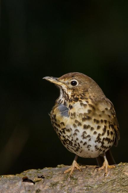 Song Thrush (Turdus philomelos). County Durham, United Kingdom. April 2018