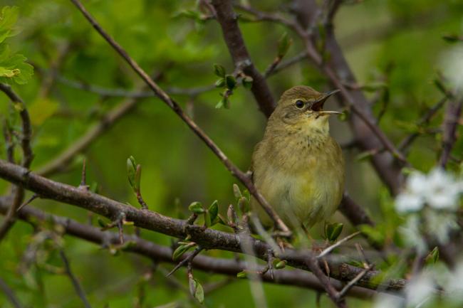 Grasshopper Warbler (Locustella naevia). County Durham, United Kingdom. April 2018