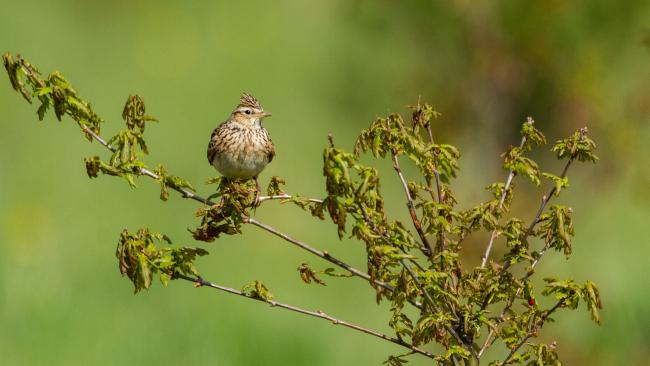 Skylark (Alauda arvensis). County Durham, United Kingdom. May 2018