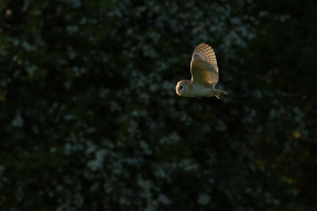 Barn Owl (Tyto alba). County Durham, United Kingdom. May 2018