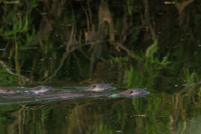 Eurasian Otter (Lutra lutra). County Durham, United Kingdom. June 2018