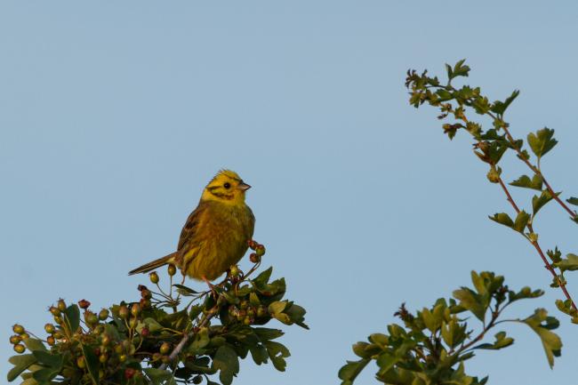 Yellowhammer (Emberiza citrinella). County Durham, United Kingdom. July 2018